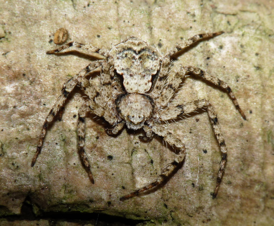 Philodromus margaritatus